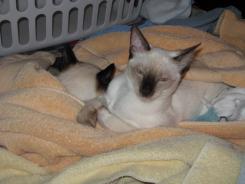 more kittens